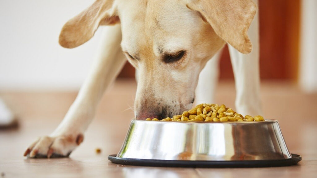 Avantages d'une alimentation naturelle pour chiens